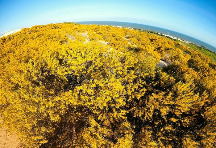 Bạn có thể di chuyển tới rừng keo lá tràm Mũi Né dễ dàng