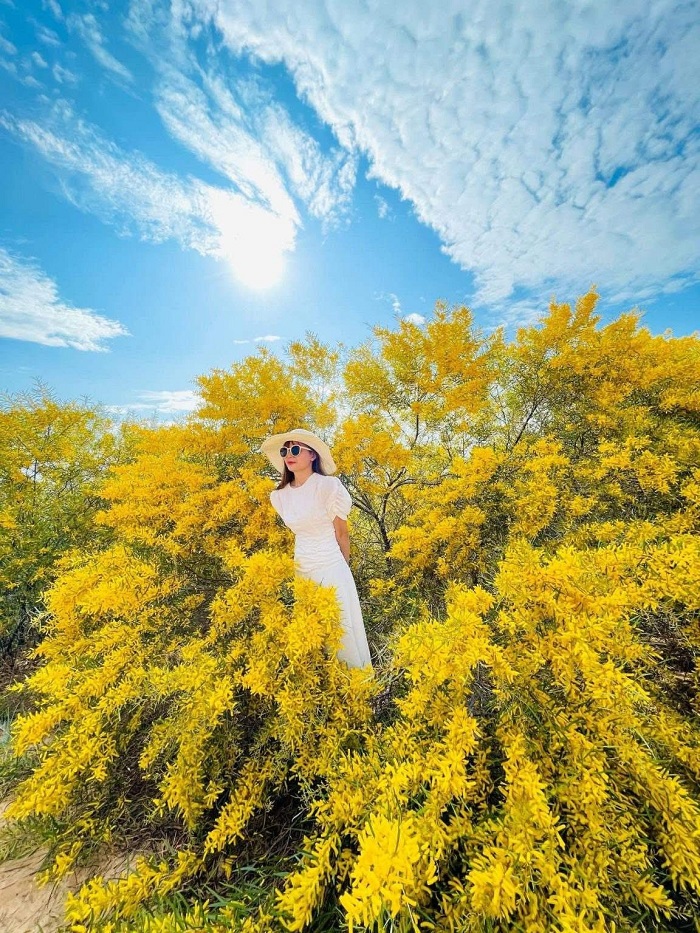 Phương tiện tốt nhất để tới rừng keo lá tràm Mũi Né từ TP. Phan Thiết là xe máy