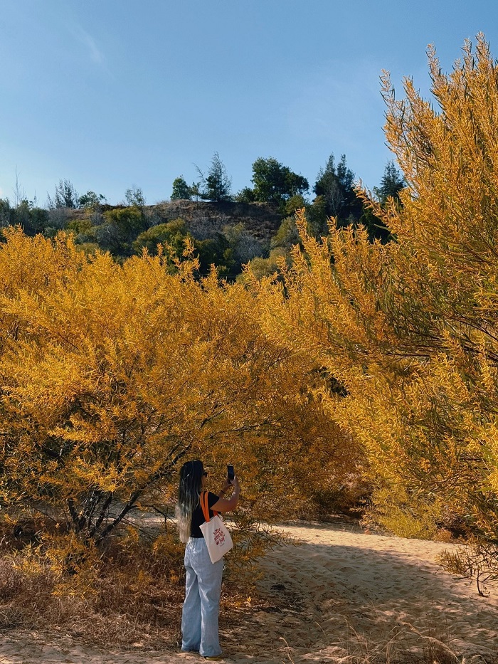 Hoa màu vàng cam nở rực rỡ cả một khu rộng lớn Rừng keo lá tràm Mũi Né