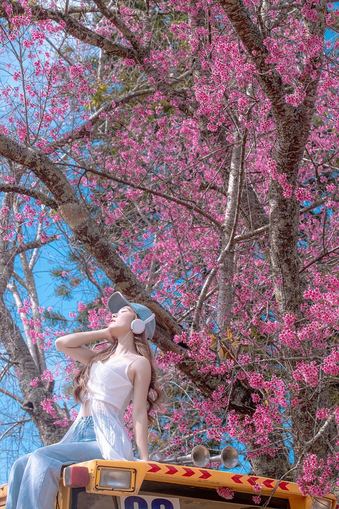 Mai anh đào cũng rất phù hợp địa điểm chụp ảnh Tết ở Đà Lạt