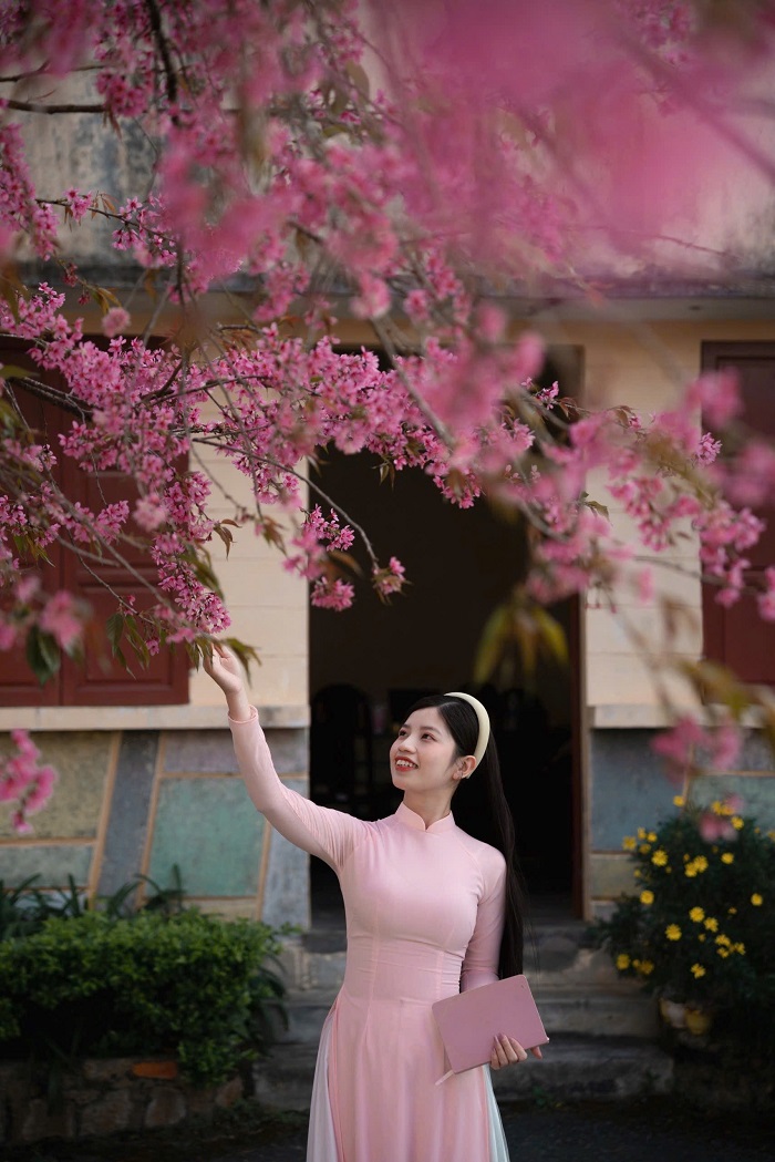 Địa điểm chụp ảnh Tết ở Đà Lạt có mai anh đào nở rực trời