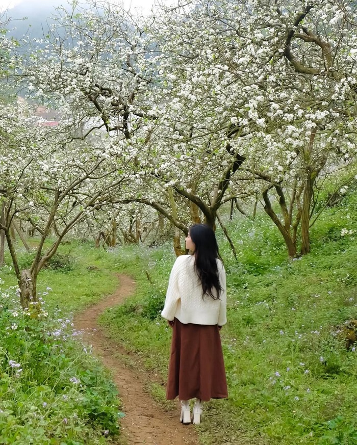 Thung lũng Nà Ka là điểm ngắm hoa mận Mộc Châu tuyệt đẹp