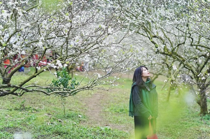 Thung lũng Mu Náu là điểm ngắm hoa mận Mộc Châu đẹp say lòng