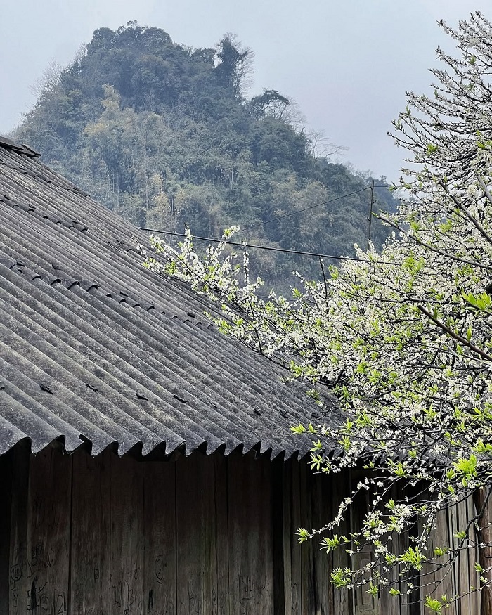 Phiêng Cành là điểm ngắm hoa mận Mộc Châu không thể bỏ lỡ