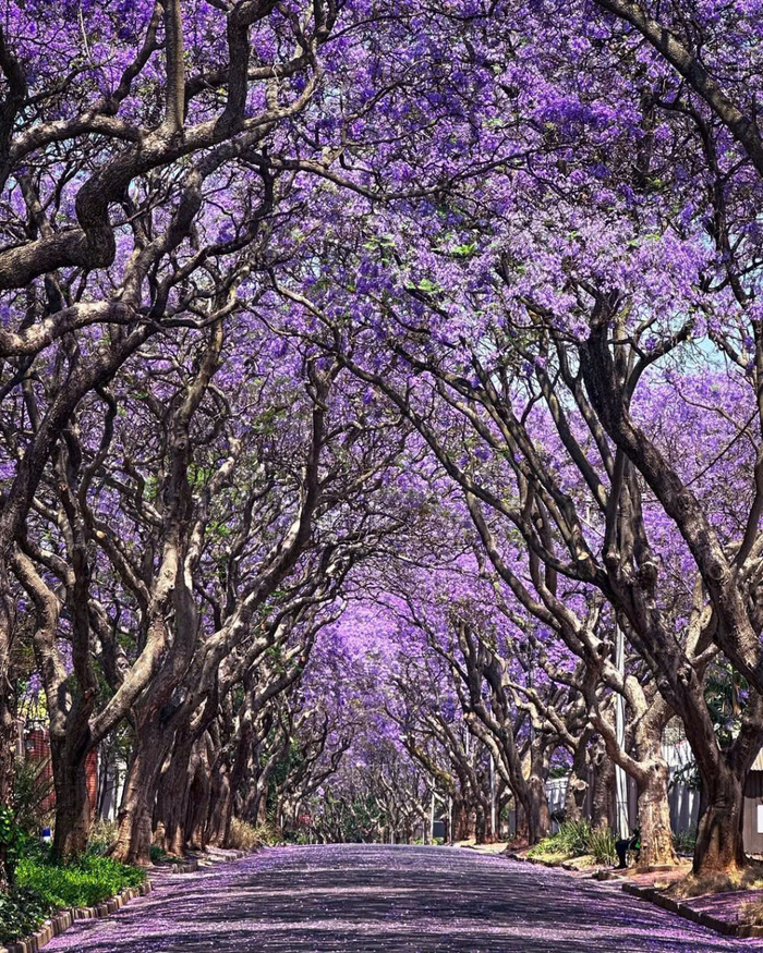 Kinh nghiệm du lịch Nam Phi mùa xuân - Khám phá Johannesburg