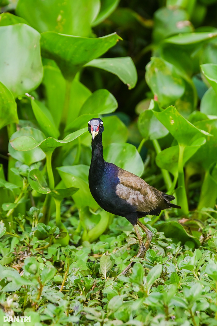Kinh nghiệm du lịch rừng tràm Trà Sư An Giang – Khám phá những trải nghiệm thú vị không thể bỏ lỡ