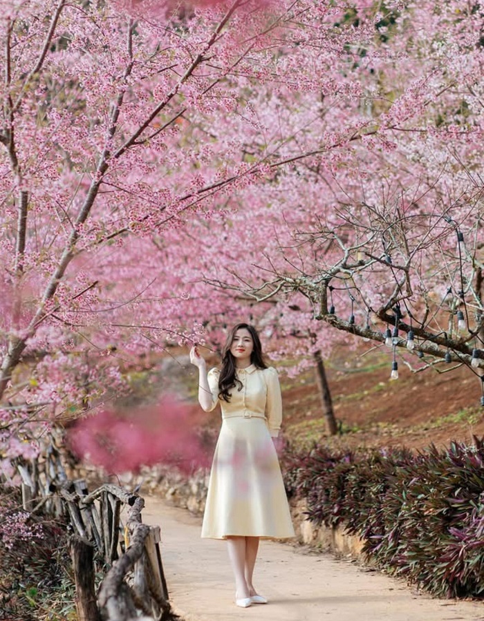 Mu Náu Farm Mộc Châu đang vào mùa hoa đào hồng rực