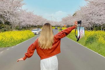Mùa xuân Hàn Quốc nên đi đâu? 5 điểm đến không thể bỏ qua