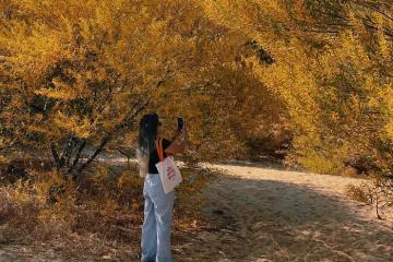 Mê mẩn sắc vàng Rừng keo lá tràm Mũi Né đang vào mùa cực đẹp