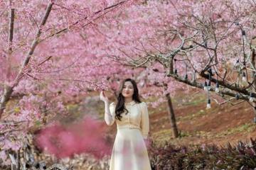 Tan chảy trước vẻ đẹp Mu Náu Farm Mộc Châu mùa hoa đào