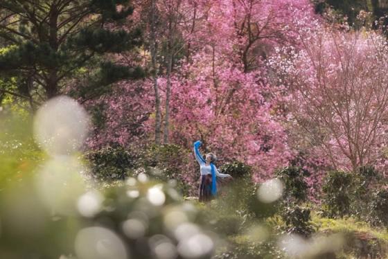 Mộng Đào Nguyên Đà Lạt: Điểm đến cổ tích trong mùa mai anh đào
