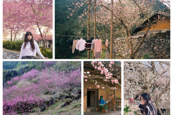 Những địa điểm ngắm hoa đào Hà Giang đẹp nức nở, lên plan check in ngay