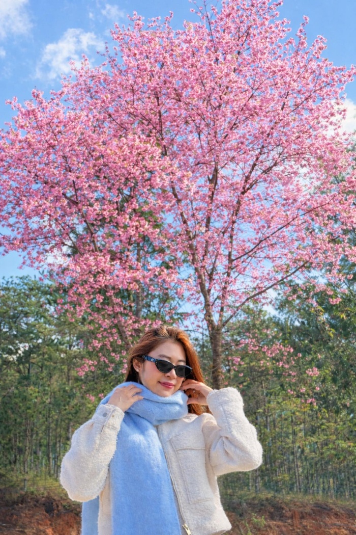 Trong chuyến đi ngắm hoa mai anh đào tại Lâm Đồng, cô nàng lựa chọn phong cách tối giản nhưng cực kỳ hiệu quả. Giữa sắc hồng nhẹ nhàng của hoa, cô khéo léo phối một chiếc áo khoác trắng kem thanh lịch kết hợp cùng khăn choàng len màu xanh pastel. Điểm nhấn là chiếc kính râm thời thượng, giúp tổng thể bộ trang phục vừa giữ được nét dịu dàng, vừa mang hơi thở hiện đại.
