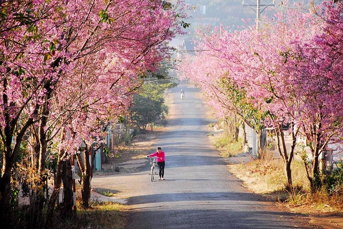 kinh nghiệm du lịch Đà Lạt 