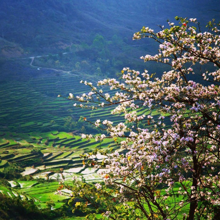 tọa độ ngắm hoa xuân Tây Bắc 