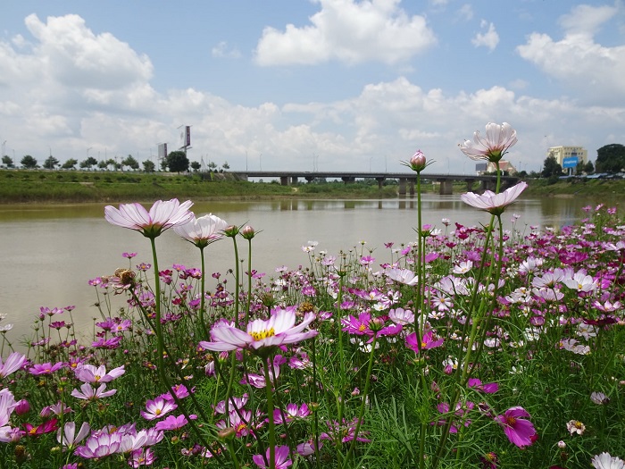 vườn hoa bờ sông Đăk Bla