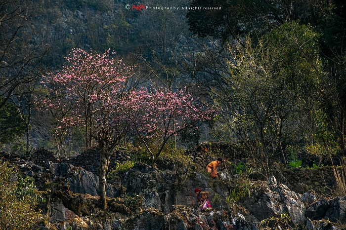 cao nguyên Hà Giang