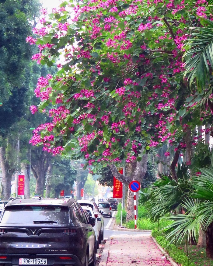 Hoang Dieu Street, Hanoi