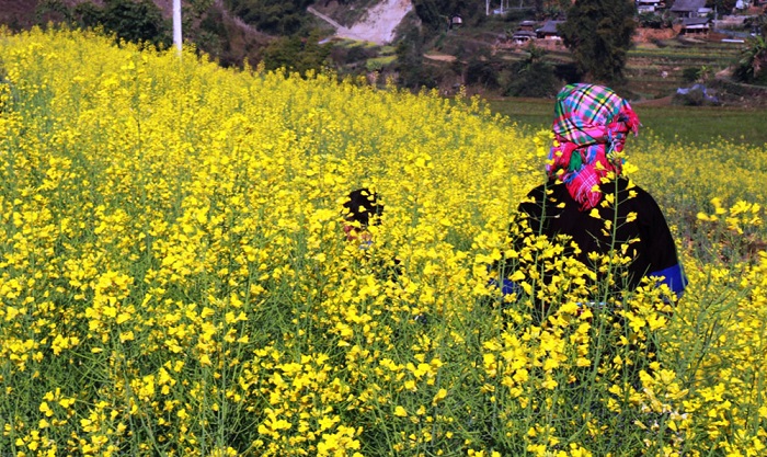 hoa cải dầu