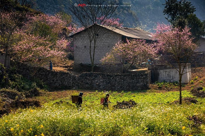 cao nguyên Hà Giang