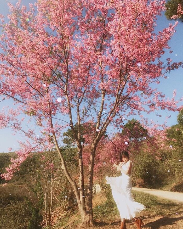 ‘Săn tìm’ vô vàn background cực thơ tại các vườn hoa đẹp ở Đà Lạt