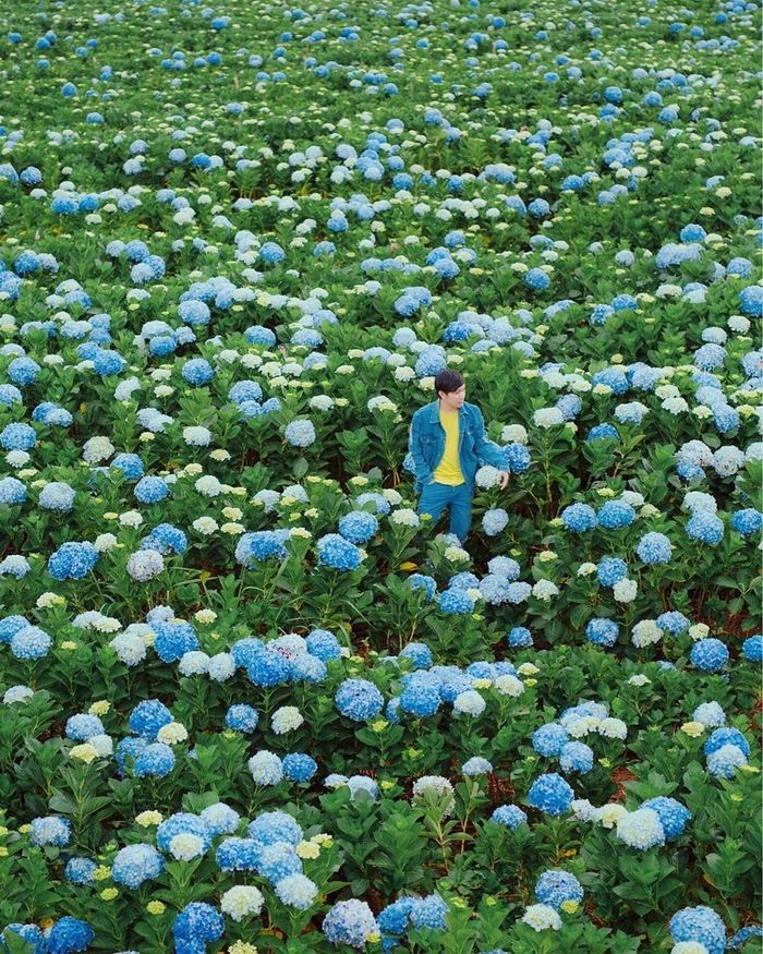 ‘Săn tìm’ vô vàn background cực thơ tại các vườn hoa đẹp ở Đà Lạt