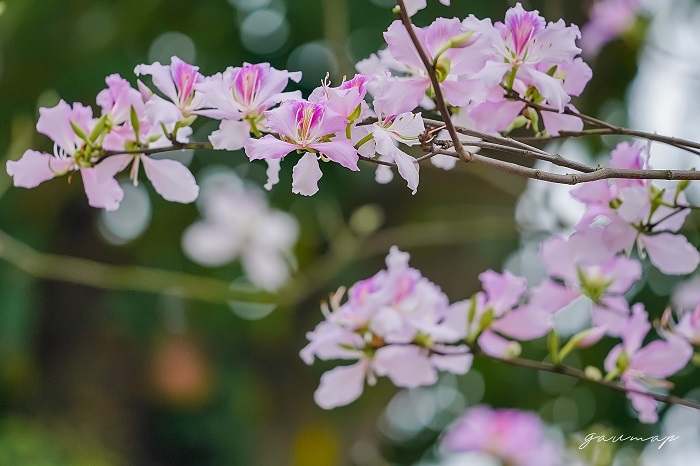 Mùa hoa ban tím Hà Nội