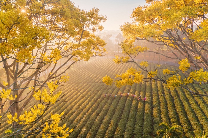 Mùa hoa phật y