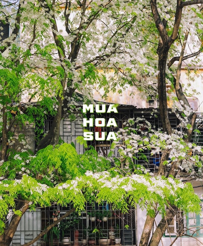 Mùa hoa sưa Hà Nội