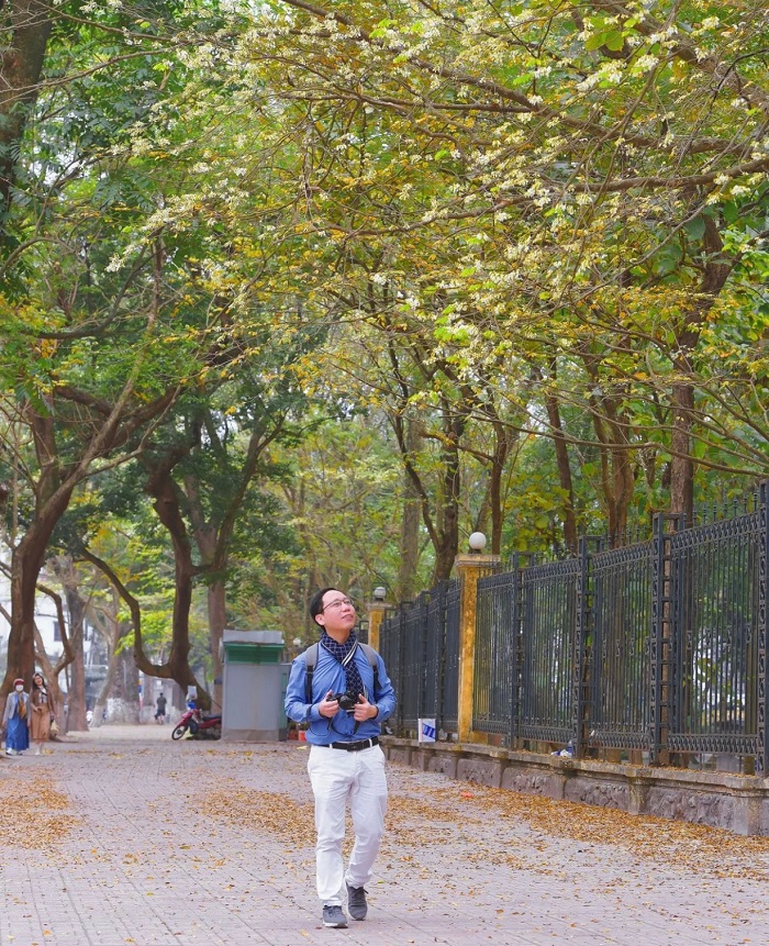 Mùa hoa sưa Hà Nội