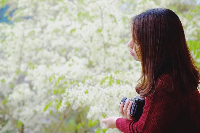 Mùa hoa sưa Hà Nội