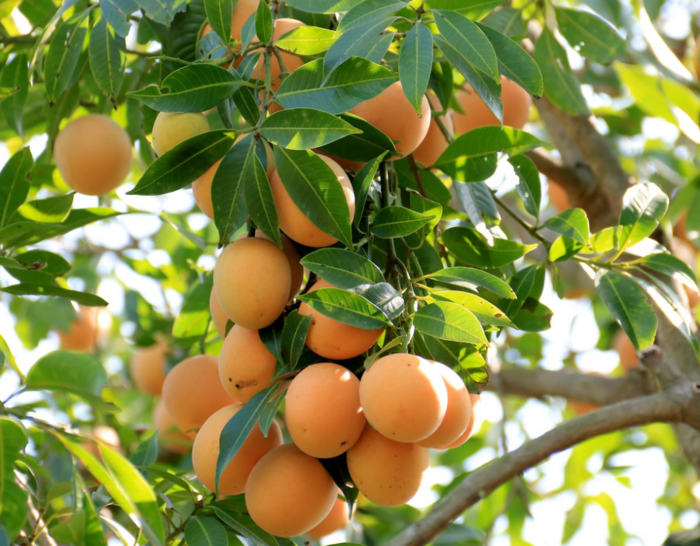 Sự độc đáo và hấp dẫn bởi hương vị thơm ngon làm cho trái cây đặc sản nổi tiếng Vĩnh Long trở nên đặc biệt.