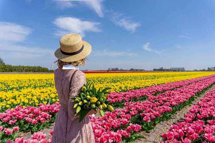 Hoa tulip được coi là biểu tượng của đất nước Hà Lan. 