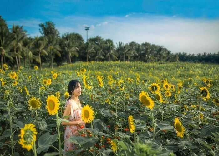 du lịch Hải Dương tầm tháng 10 bạn đừng quên check-in với cánh đồng hoa hướng dương