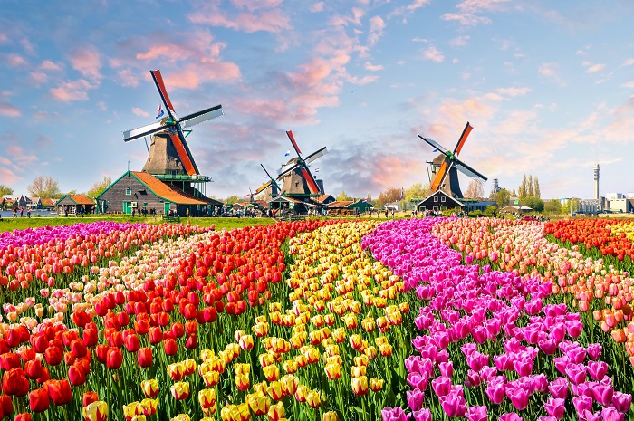Đất nước Hà Lan nổi tiếng với những chiếc cối xay gió khổng lồ và những cánh đồng hoa tulip đầy màu sắc.