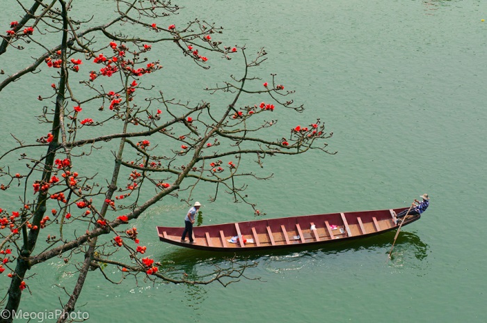 Đầu năm, mùa hoa gạo nở rộ hai bên bờ suối Yến chiêu đãi khách tham gia lễ hội chùa Hương Hà Nội