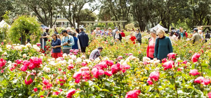Renmark nơi tổ chức lễ hội hoa hồng lớn nhất nước Úc được mệnh danh là thủ đô của loài hoa này. 