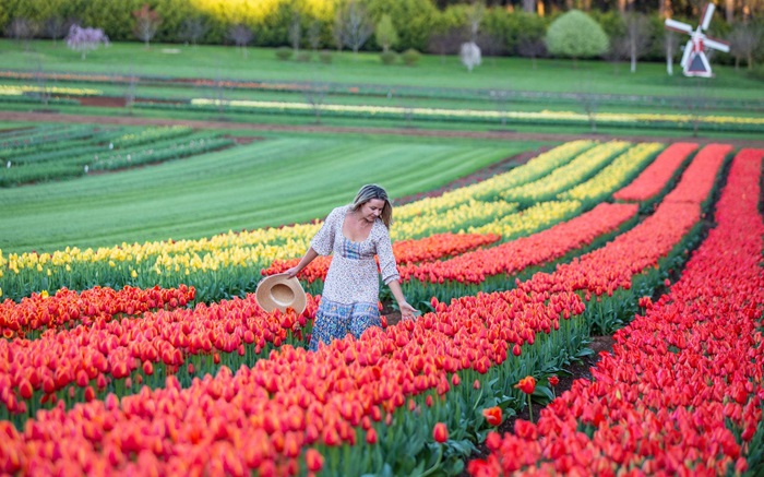 Lễ hội hoa tulip là một trong những lễ hội được yêu thích nhất ở nước Úc vào mùa xuân. 