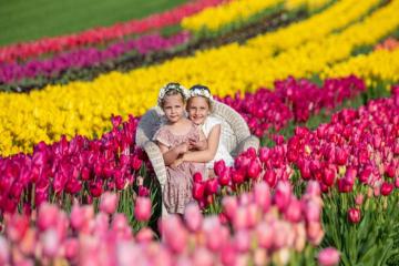 Đắm mình giữa hàng triệu bông hoa tại các lễ hội mùa xuân nước Úc