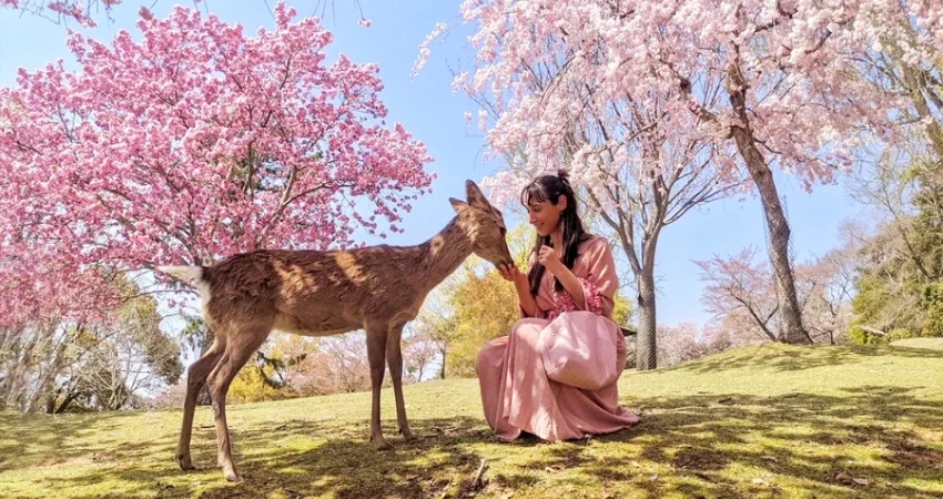 Chơi đùa cùng những chú Nai tại công viên Nara