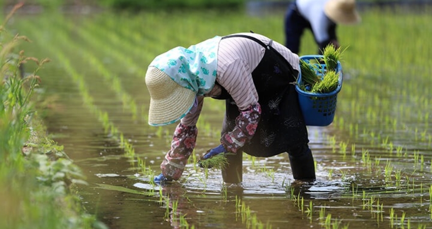 Chăm sóc đồng áng tại Nara