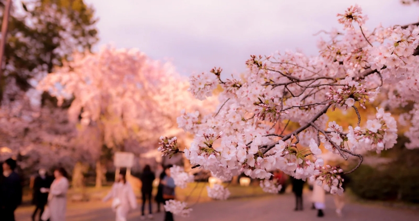 Lễ hội hoa anh đào hàng năm tại thành Otsu. 