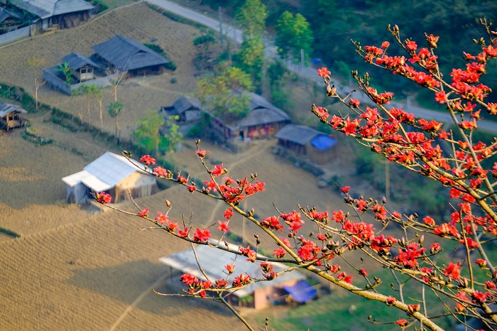 Du lịch Hà Giang tháng 3 ngắm mùa hoa gạo