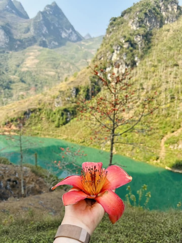 Mùa hoa gạo ở Hà Giang có tuổi đời khá ngắn nhưng cũng đủ rực rỡ