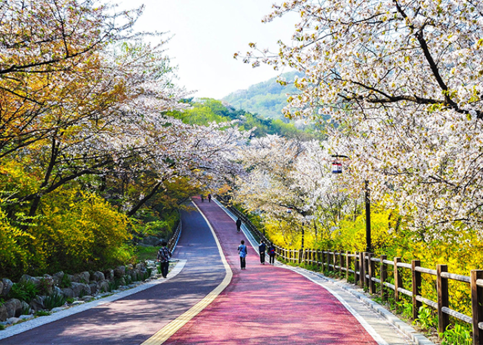 Tại công viên Namsan, bạn có thể thỏa sức sống ảo dưới tán cây anh đào thơ mộng