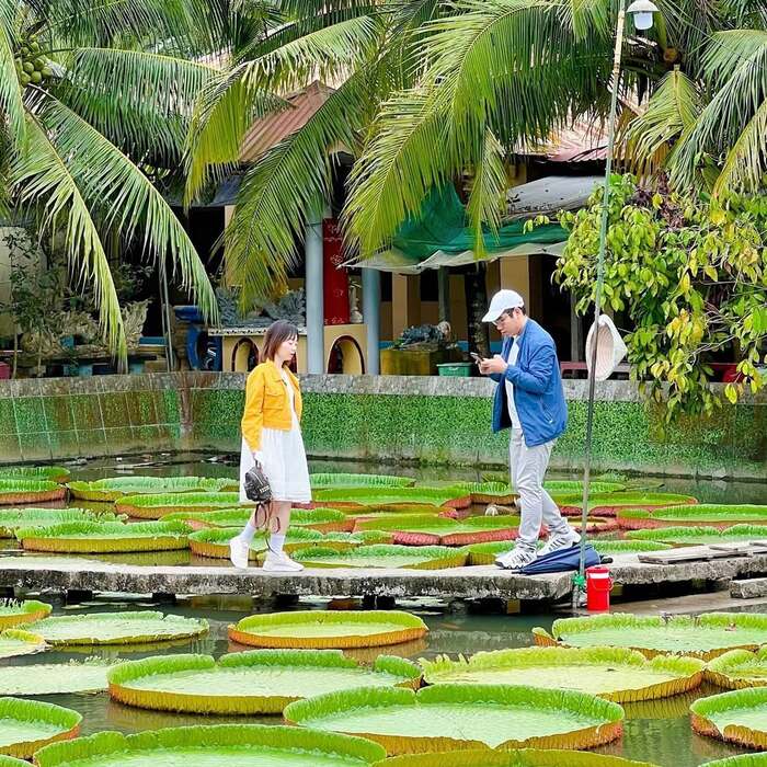 Loại sen sinh trưởng trong ao chùa Phước Kiển Đồng Tháp có lá rất to