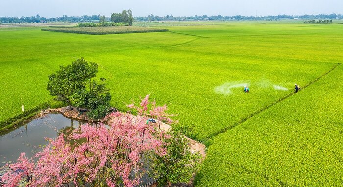 Mùa hoa ô môi miền Tây gắn liền với ký ức tuổi thơ của bao người miền Tây