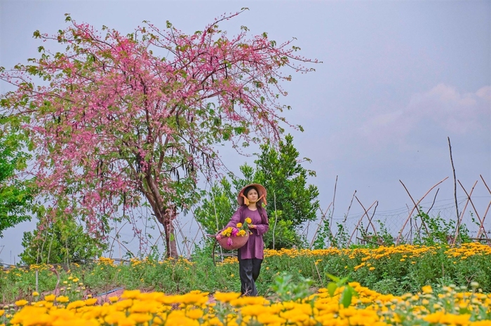 Mùa hoa ô môi miền Tây thơ mộng khiến bao du khách xiêu lòng