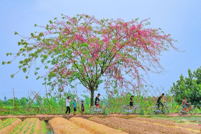 Mùa hoa ô môi miền Tây gắn liền với ký ức tuổi thơ của bao người miền Tây