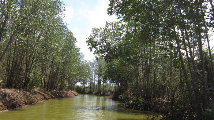 Rừng ngập mặn Long Khánh Trà Vinh hiện đang được địa phương lên dự án bảo tồn